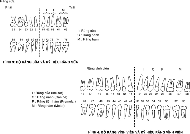 tim-hieu-he-rang-sua-he-rang-vinh-vien-cua-nguoi-1 tim-hieu-he-rang-sua-he-rang-vinh-vien-cua-nguoi